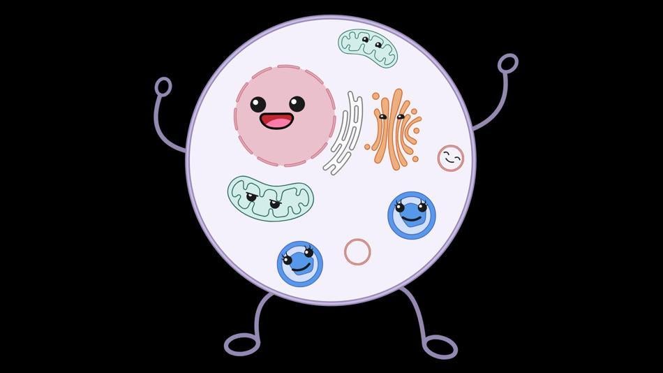 [LNF26] Haben Zellen „Organelle“?