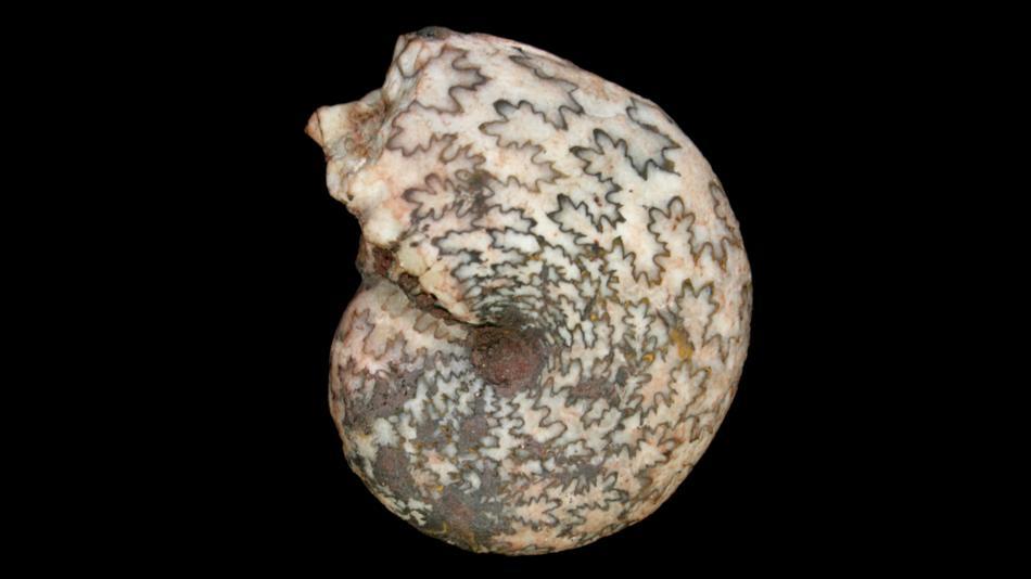 [LNF26] Wer erkennt dieses Fossil?