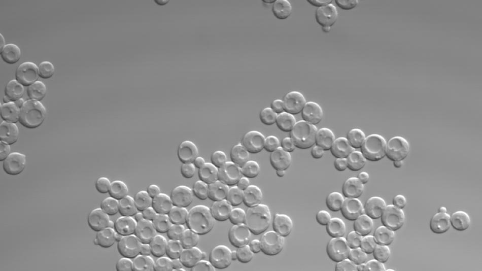 [LNF26] Industrielle Biotechnologie: Wie können Mikroorganismen im Klimawandel helfen?