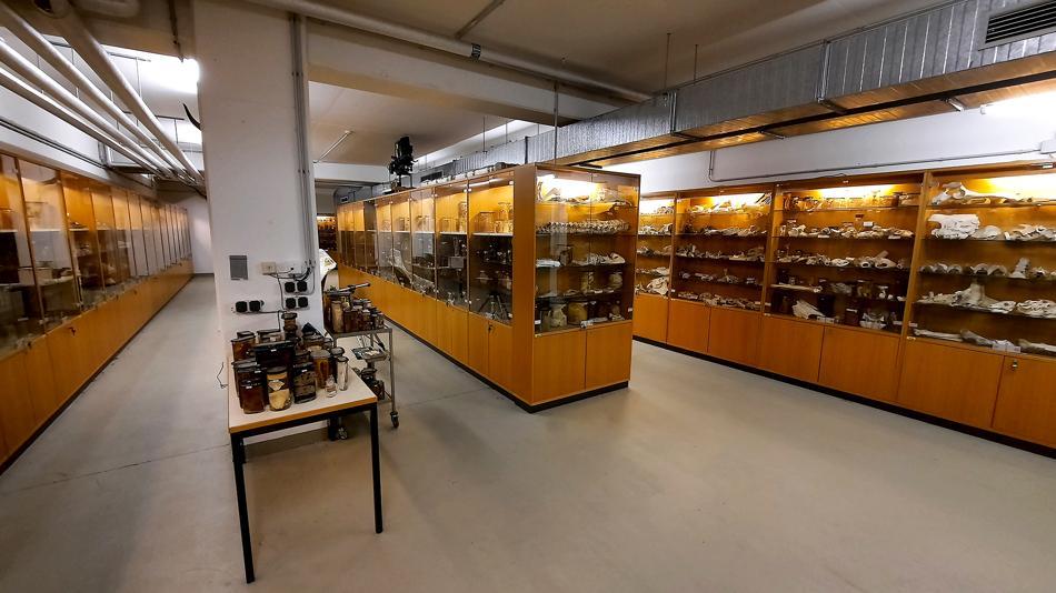[LNF26] Das Veterinärpathologische Museum – wie können wir alte Präparate für aktuelle Forschung nutzen?
