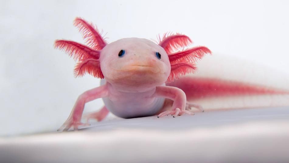 [LNF26] Wie bilden Zellen komplexe Strukturen? Im Axolotl, im Gehirn und aus Stammzellen
