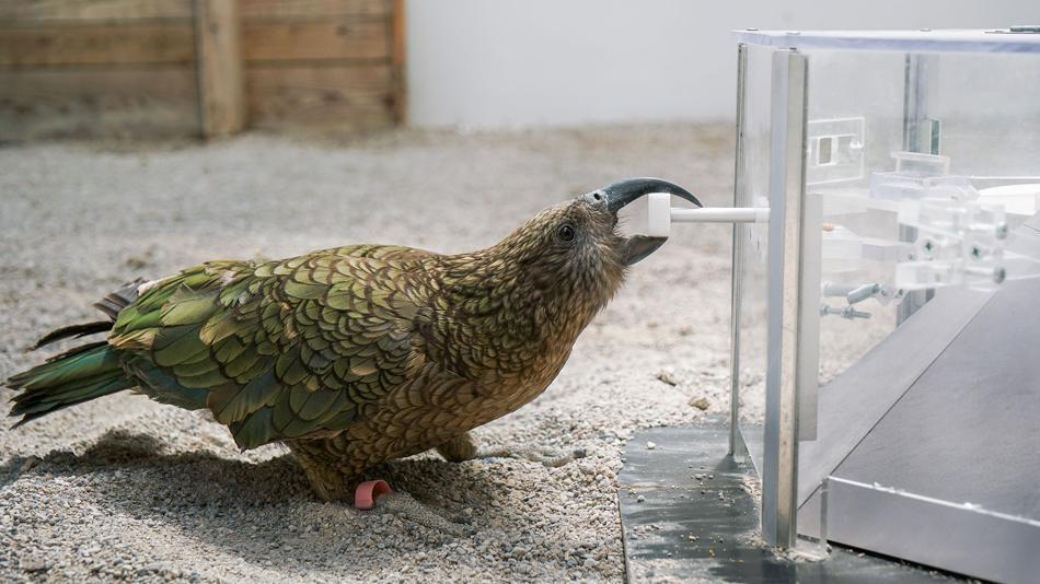 [LNF26] Erfinderische Vögel – sind Sie so schlau wie ein Vogel?