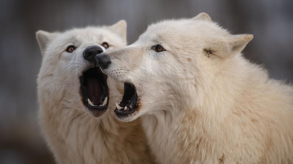 [LNF26] Wolfsforschungszentrum: Wie ermöglicht interdisziplinäre Forschung ein tieferes Verständnis von Wölfen und Hunden?